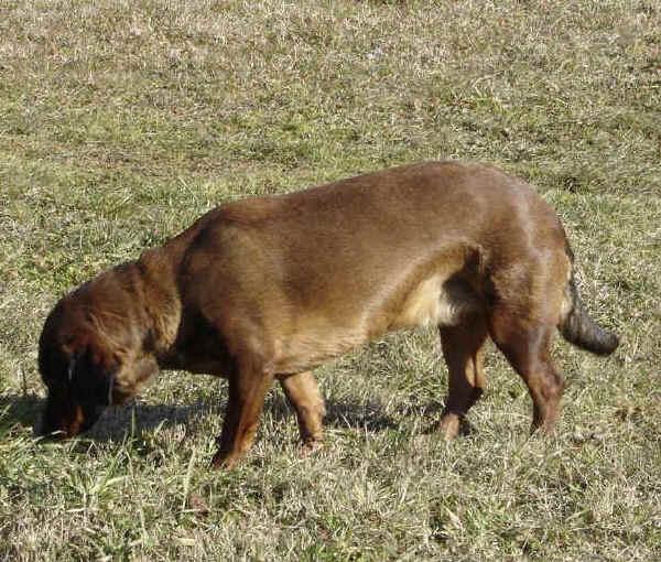 Photos: Alpine dachsbracke (Dog standard) (pictures, images)