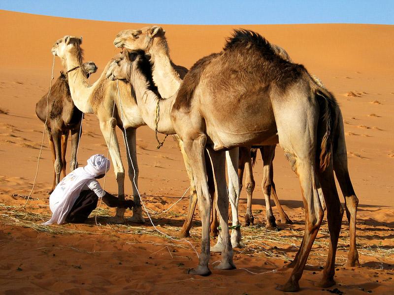 Photos: Libya (pictures, images)