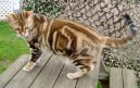 American Shorthair \(Cat\)