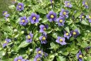Exacum affine
