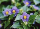 Exacum affine
