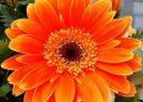 Gerbera jamesonii