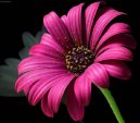 Gerbera jamesonii
