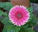 Gerbera jamesonii
