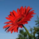 Gerbera jamesonii