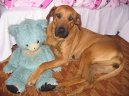 Rhodesian Ridgeback