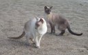 Siamese cat