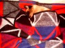 Siamese cat