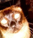 Siamese cat