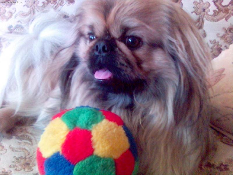 Foto: Max��ek-a jeho nejmilej�� m��ek