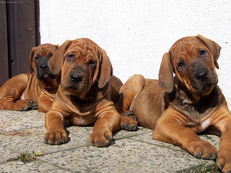 Foto: tosa inu �t���tka z chovatelsk� stanice Diamant severu-�t���tka -10 t�dn�