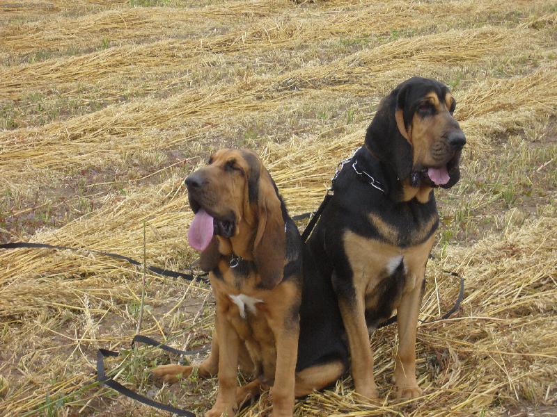 Foto: SPOLU A NAPO�AD-SED�C� BLOODHOUNDI