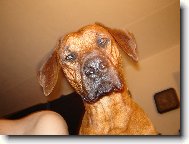 Rhodesian Ridgeback