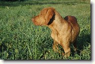 Rvidszr Magyar Vizsla, Hungarian Short-haired Pointing Dog