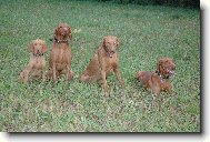 Rvidszr Magyar Vizsla, Hungarian Short-haired Pointing Dog