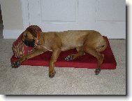 Rhodesian Ridgeback