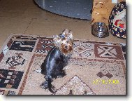Jorkrsk terier, Yorkshire Terrier,