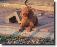 Rvidszr Magyar Vizsla, Hungarian Short-haired Pointing Dog