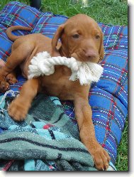 Rvidszr Magyar Vizsla, Hungarian Short-haired Pointing Dog