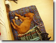 Rvidszr Magyar Vizsla, Hungarian Short-haired Pointing Dog