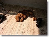 Rvidszr Magyar Vizsla, Hungarian Short-haired Pointing Dog