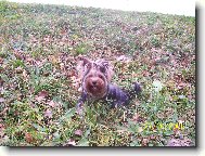 Jorkrsk terier, Yorkshire Terrier,