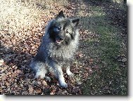 Deutscher spitz  Wolfspitz, Keeshound