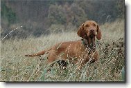 Rvidszr Magyar Vizsla, Hungarian Short-haired Pointing Dog