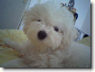 Bichon  poil fris, Bichon Frise