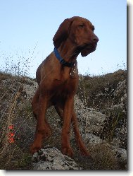 Rvidszr Magyar Vizsla, Hungarian Short-haired Pointing Dog