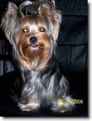 Jorkrsk terier, Yorkshire Terrier,