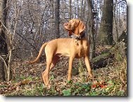 Rvidszr Magyar Vizsla, Hungarian Short-haired Pointing Dog