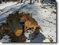 Rvidszr Magyar Vizsla, Hungarian Short-haired Pointing Dog