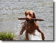 Rvidszr Magyar Vizsla, Hungarian Short-haired Pointing Dog