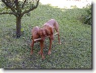 Rvidszr Magyar Vizsla, Hungarian Short-haired Pointing Dog