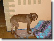 Rvidszr Magyar Vizsla, Hungarian Short-haired Pointing Dog