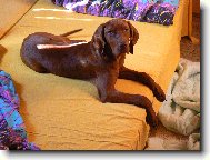 Rvidszr Magyar Vizsla, Hungarian Short-haired Pointing Dog