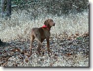 Rvidszr Magyar Vizsla, Hungarian Short-haired Pointing Dog