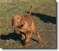 Rvidszr Magyar Vizsla, Hungarian Short-haired Pointing Dog