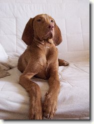 Rvidszr Magyar Vizsla, Hungarian Short-haired Pointing Dog