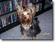 Jorkrsk terier, Yorkshire Terrier,