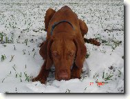 Rvidszr Magyar Vizsla, Hungarian Short-haired Pointing Dog