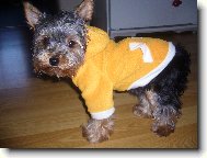Jorkrsk terier, Yorkshire Terrier,