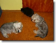 Dandie Dinmont Terier