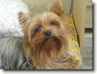 Jorkrsk terier, Yorkshire Terrier,