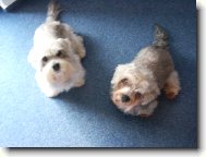 Dandie Dinmont Terier