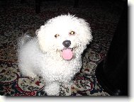 Bichon  poil fris, Bichon Frise