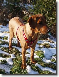 Rhodesian Ridgeback