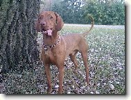 Rvidszr Magyar Vizsla, Hungarian Short-haired Pointing Dog