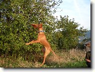 Rvidszr Magyar Vizsla, Hungarian Short-haired Pointing Dog